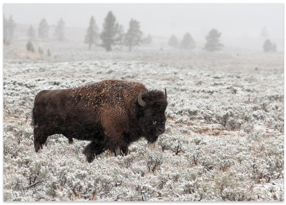 Late Fall Yellowstone