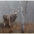 White-tailed buck - In the autumn fog