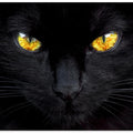 The hypnotist of the night