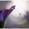 Purple rain