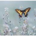 Swallowtail beauty