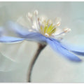 Dancing anemones