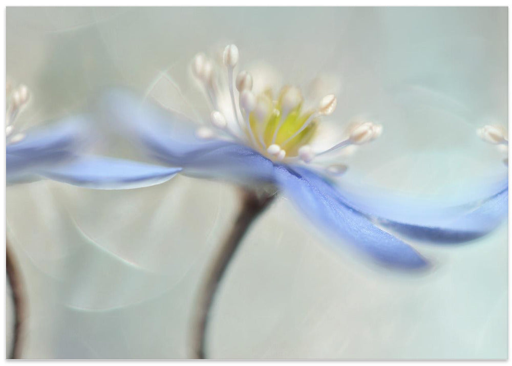 Dancing anemones