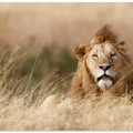 Handsome!