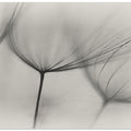 Art Prints of Tragopogon