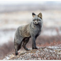 Art Prints of Cross Fox