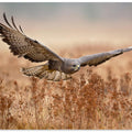 Common Buzzard