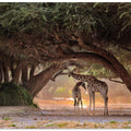 Giraffe - Namibia