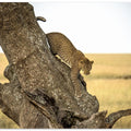 Leopard - Serengheti, Tanzania