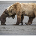 A Little Bear Hug