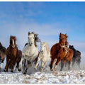 Mongolia Horses