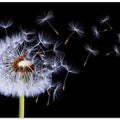 Dandelion Blowing