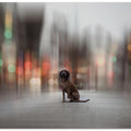 Art Prints of ... the Light lies down on Broadway...