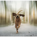 Art Prints of Dancing in the Streets
