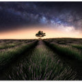 Lavender way
