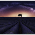 My lavander