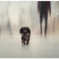 Art Prints of Going Home....