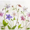 Columbine