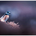 A bird world