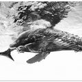 Humpback whale calf