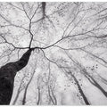 A view of the tree crown