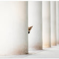 Art Prints of Bella - and the Pillars of the Earth...