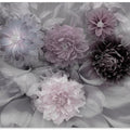 Dahlia dream