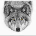 Yellow eyes - Timber Wolf