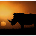 Rhino Sunrise