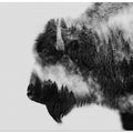 Bison