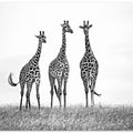 Giraffes in the Mara plains