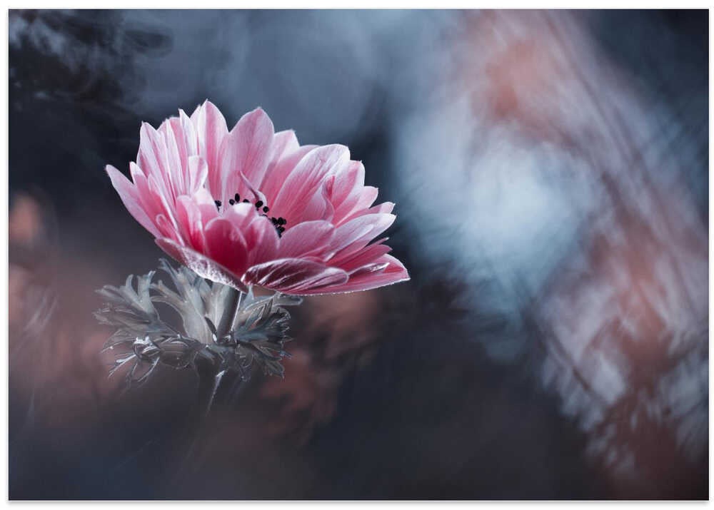 AnEmone
