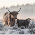 Highlander and Calf