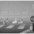 Art Prints of pedestrians