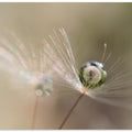 Star of dandelion