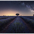 Lavender fields