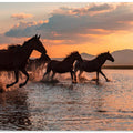WATER HORSES