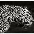 Leopard Close Up