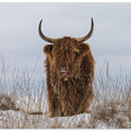 Highlander in Snow