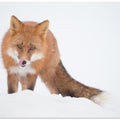 Art Prints of Where is the hare?