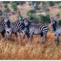 Art Prints of Zebras