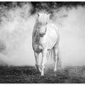 Art Prints of Icelandic pony