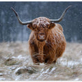 Art Prints of Snowy Highland cow