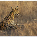 Art Prints of Serval