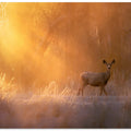 Art Prints of Good Morning!