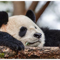 Art Prints of Sleeping
