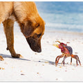 Art Prints of Meeting on the beach
