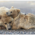 Art Prints of Cuddles