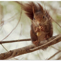 Art Prints of Spanish squirrel