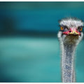 Ostrich Protecting two Poor Chicken from the Wind